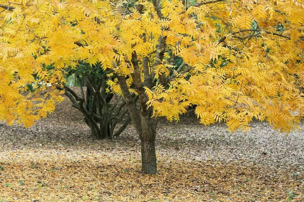 Thornless Honeylocust Tree Seeds - Gleditsia triacanthos inermis - Drought Tolerant, Fast Growing, Urban Landscaping, 10 Pack