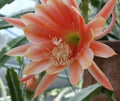 Epiphyllum Orchid Cactus Cutting - MOR MOR Variety, Don's Cuttings, Indoor/Outdoor, Trailing, Epiphyllum spp.