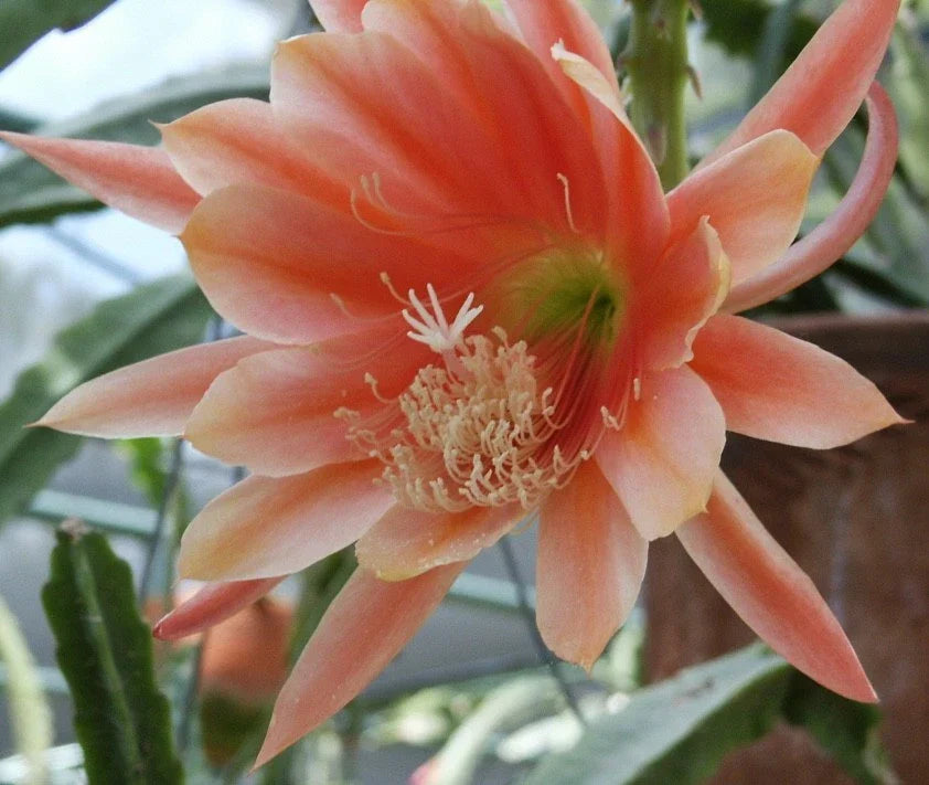 Epiphyllum Orchid Cactus Cutting - MOR MOR Variety, Don's Cuttings, Indoor/Outdoor, Trailing, Epiphyllum spp.
