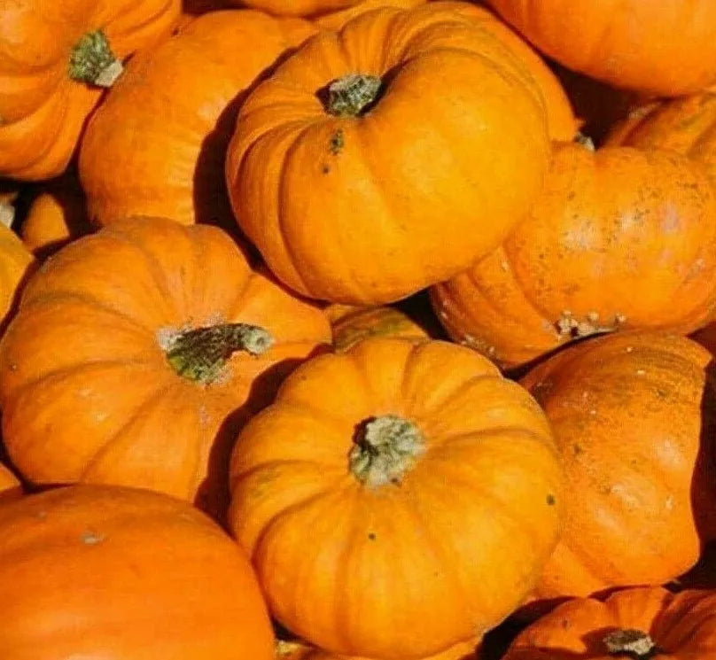 Pumpkin Seeds - Jack Be Little Miniature Decorative Cucurbita pepo, 20+ Seeds for Garden & Crafting