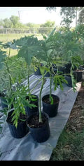 Red Royale F1 Red Lady Papaya Tree in 3 Gallon Pot – Tropical Fruit, Red Flesh, Carica papaya