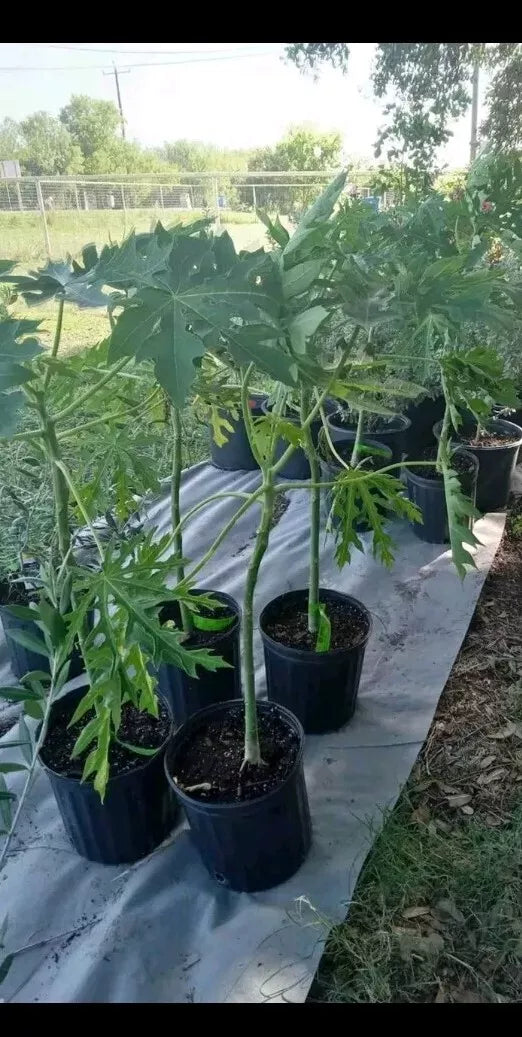Red Royale F1 Red Lady Papaya Tree in 3 Gallon Pot – Tropical Fruit, Red Flesh, Carica papaya