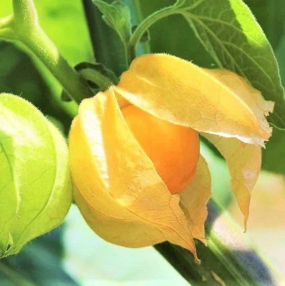 Strawberry Ground Cherry Seeds - 200+ Count, Physalis pruinosa, Orange Yellow Fruits, Annual Plant for Garden or Container