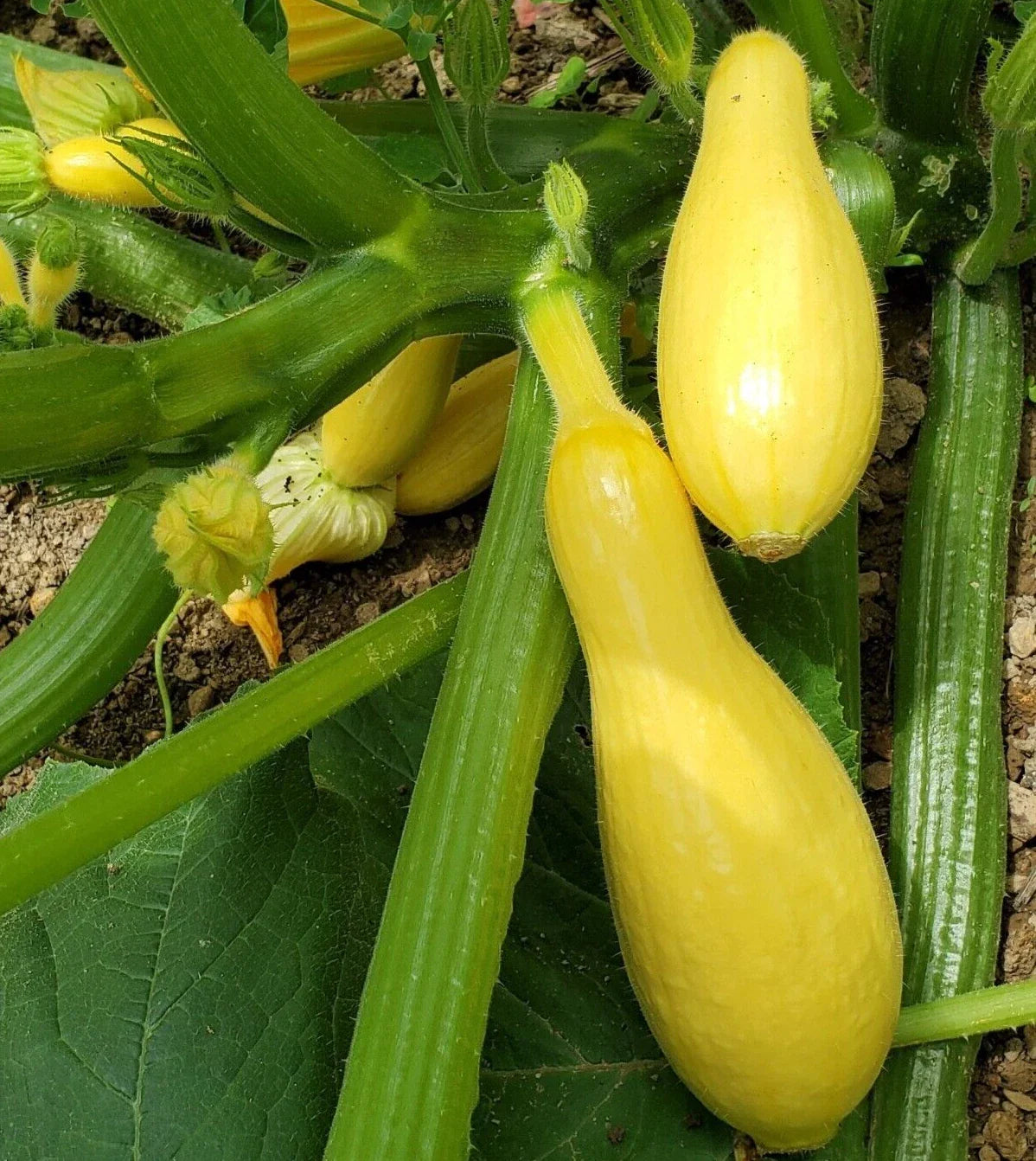 Premium Straightneck Summer Squash Seeds - Cucurbita pepo, 20 Fresh Non-GMO Seeds for Home Gardening & Bounty Harvest