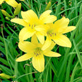 Daylily Plants 25 Bare Root Hyperion Yellow Perennials Hemerocallis 'Hyperion' for Garden Borders and Pollinator Attraction