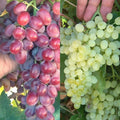 Crimson Thompson Bare Root Grape Vine - Seedless Table Grape Vitis vinifera for Home Garden and Vineyard