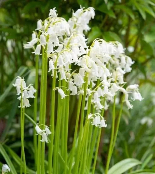 Spanish Whitebells Bulbs for Planting - Hyacinthoides hispanica - Perennial Flowering Bulbs for Garden, Borders, Containers