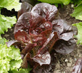Super Red Romaine Lettuce Seeds - Bulk Heirloom, Crispy Red Lettuce for Salad, Wraps, Home Gardening, 500-5000 Seeds Lactuca sativa