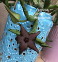 Stapelia Schinzii Succulent Plant 4-Inch Rooted Cactus Orbea Huernia Indoor Outdoor