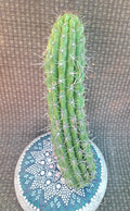 Cereus Thelegonus Cactus Cutting – Succulent Plant for Indoor & Outdoor Gardening, Drought-Resistant, Easy Care