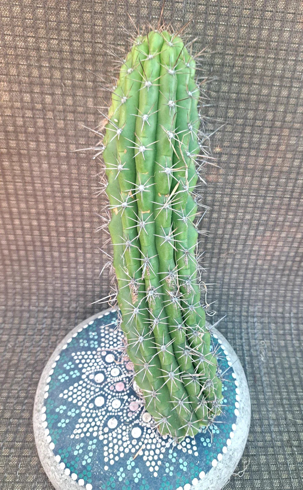 Cereus Thelegonus Cactus Cutting – Succulent Plant for Indoor & Outdoor Gardening, Drought-Resistant, Easy Care
