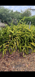 Dragon Fruit Cuttings 4 Pack No Roots Hylocereus undatus USA Grown Indoor Outdoor