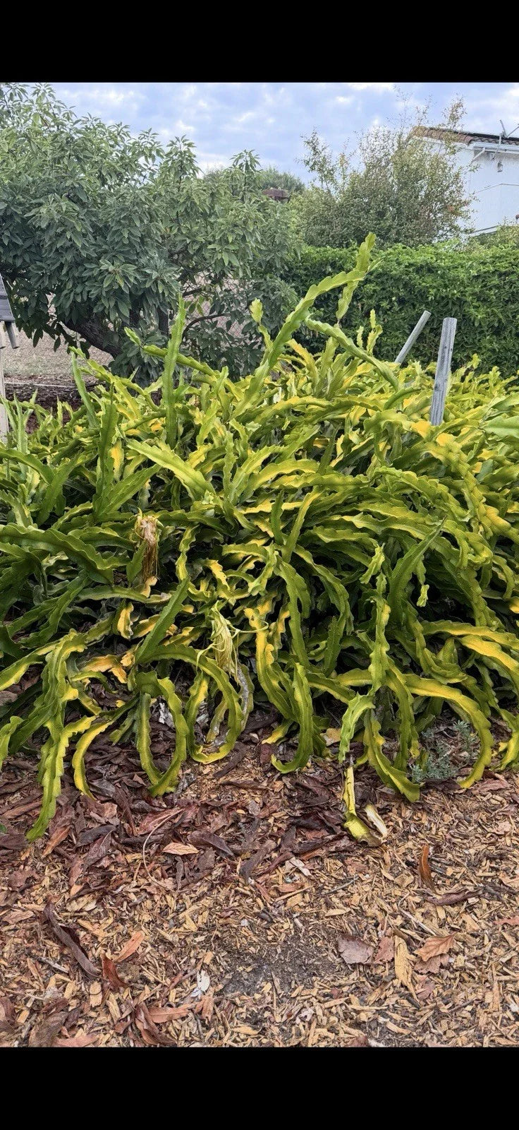 Dragon Fruit Cuttings 4 Pack No Roots Hylocereus undatus USA Grown Indoor Outdoor