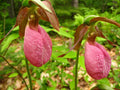 Pink Lady’s Slipper Plant - Double Crown Cypripedium Acaule Native Orchid for Garden and Landscape