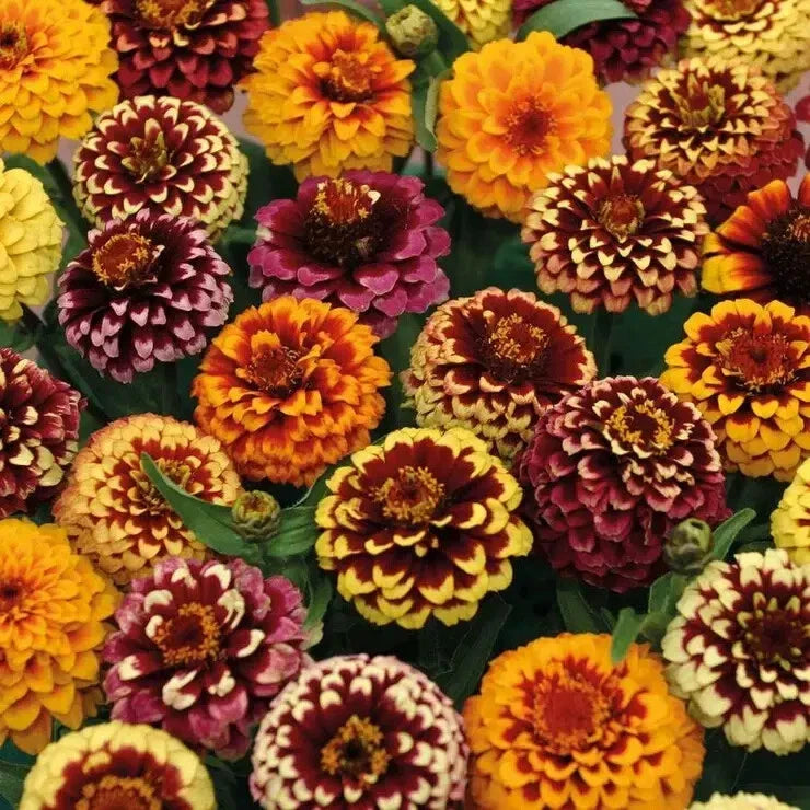 Aztec Mix Zinnia Seeds - 100+ Pack, Vibrant Colors, Easy Grow, Zinnia elegans, Garden Flowers, Attract Pollinators, USA Made