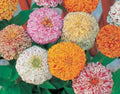 Zinnia Seeds Mix Peppermint Stick Variety - 25 Seeds - Colorful Garden Flowers - Zinnia elegans