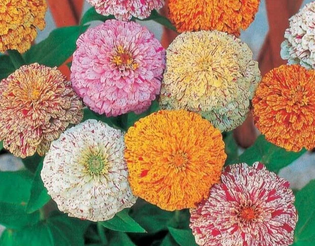 Zinnia Seeds Mix Peppermint Stick Variety - 25 Seeds - Colorful Garden Flowers - Zinnia elegans