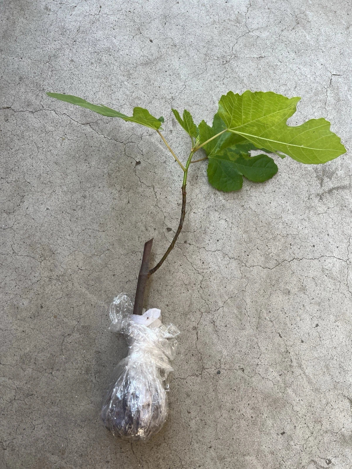 Fig Tree Cutting 10-inch Fresh Bareroot Old Plant Variety for Home Gardens, Orchards, and Containers
