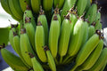 Organic Banana ‘Gran Nain’ Live Bare Root Starter Plant – Musa Tropical Fruit Tree for Home & Garden