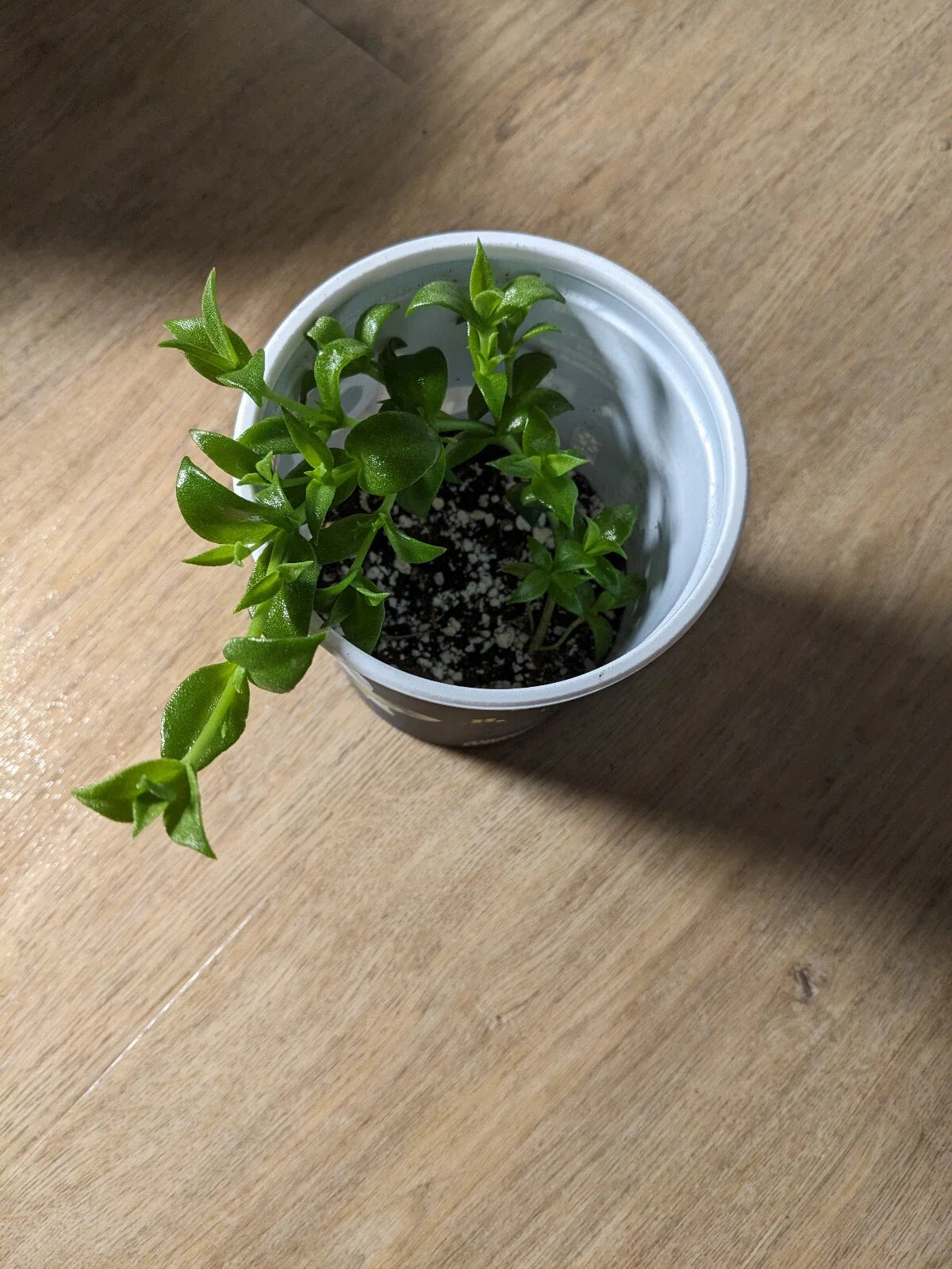 Live Sceletium tortuosum Kanna Succulent Plant - Rare Rooted Kanna Plant for Mood Enhancement and Stress Relief