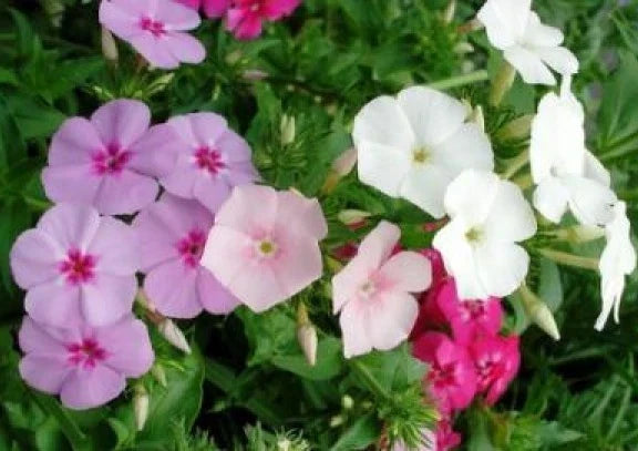 Phlox Seeds - 50 Mixed Colors - Annual Flower Seeds - Phlox drummondii - Easy to Grow, Vibrant Blooms