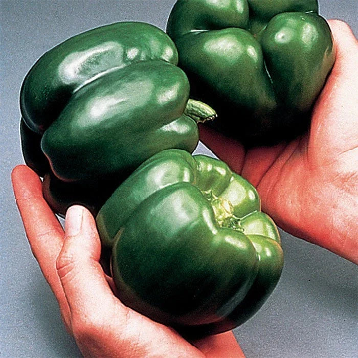 California Wonder Bell Pepper Seeds - Heirloom Non-GMO Organic Vegetable Seeds for Home Garden & Container Planting