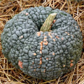 Organic Sugarcup Winter Squash Seeds - Cucurbita maxima, Vining, 10 Pack, USA Grown, Non-GMO, Free Shipping