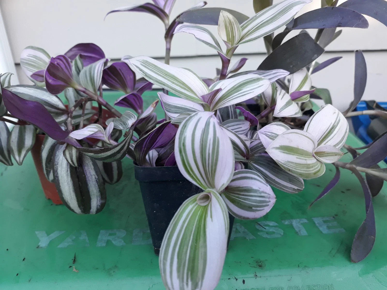 Tradescantia zebrina Cuttings - Variegated Purple & Green Inch Plant Propagation Material, Indoor Garden