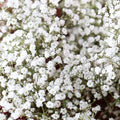 Baby's Breath Seeds for Planting - 1,000 Count - Gypsophila elegans, Easy to Grow Annual Flowers for Gardens and Cuttings