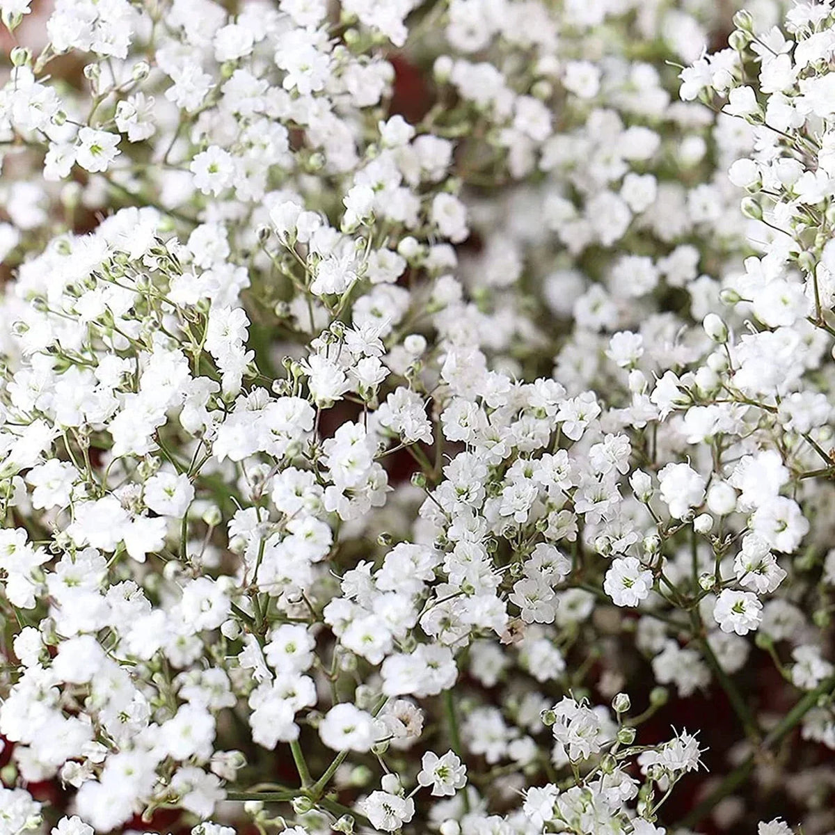 Baby's Breath Seeds for Planting - 1,000 Count - Gypsophila elegans, Easy to Grow Annual Flowers for Gardens and Cuttings