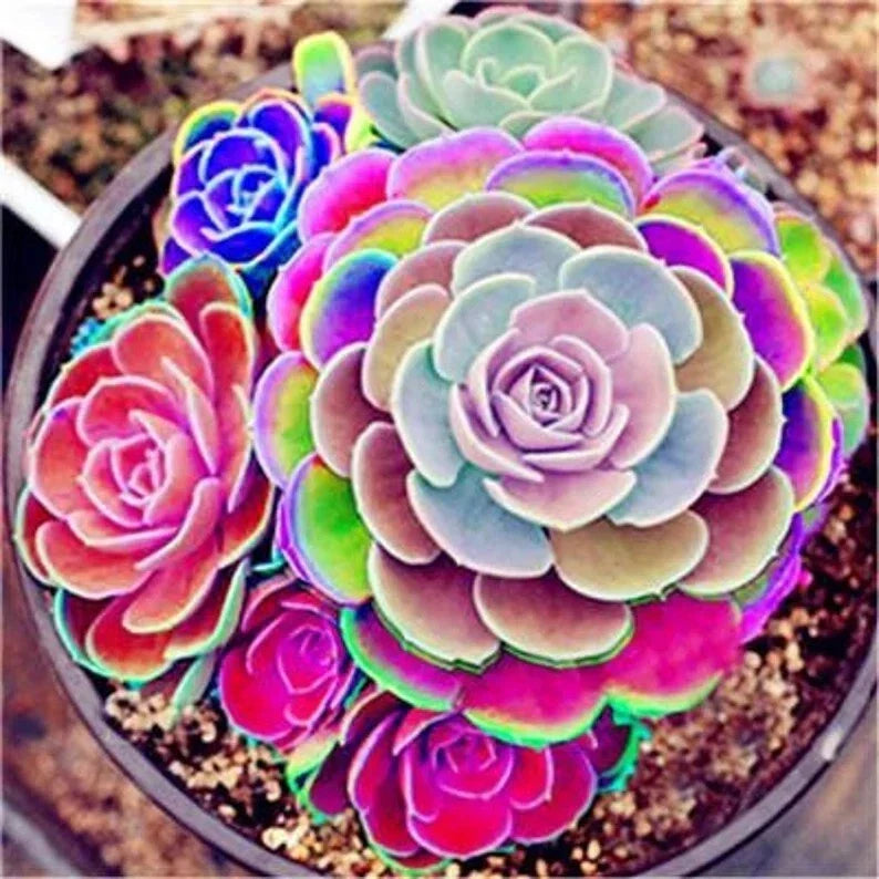 Lotus Lithops Succulent Seeds Mix - 100PCs, Colorful Varieties, Easy to Grow, Indoor Garden, Cactus Succulent Seeds, Lithops spp.