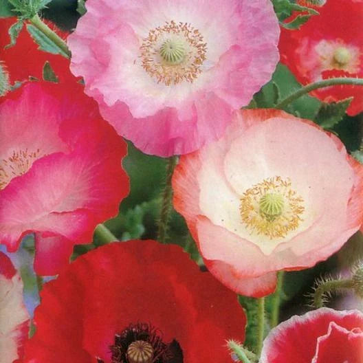 Poppy Seeds Pack of 2000 Shirley Mix Red & Pink Fall Planting Papaver rhoeas Garden Flower Seeds