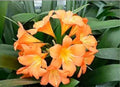 Large Orange Clivia Plant - Bare Root Clivia miniata Indoor Tropical Houseplant for Bright Color