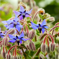 Borage Seeds - Starflower Blue Purple Flowers - Borago officinalis Herb Seeds for Garden Planting 2025