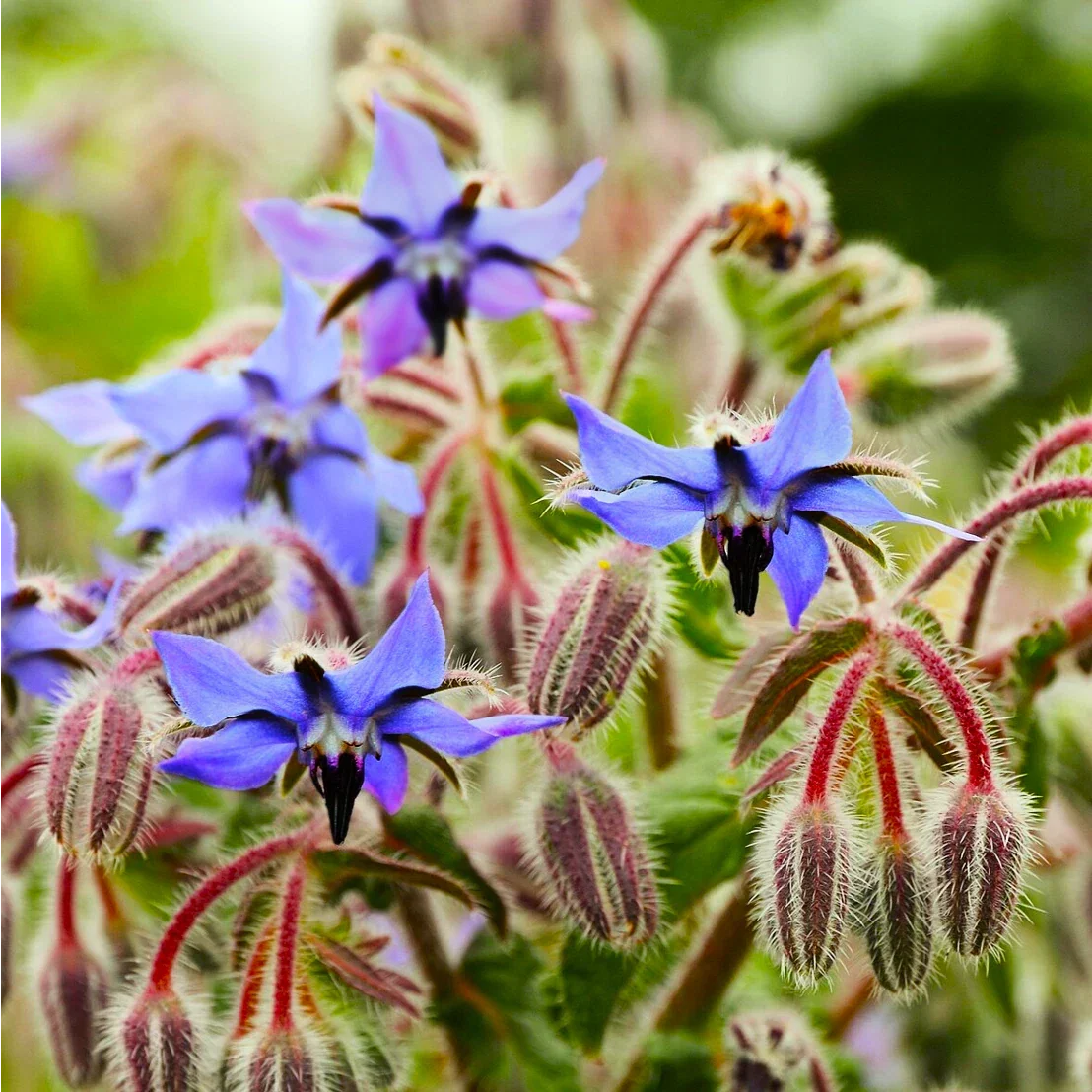 Borage Seeds - Starflower Blue Purple Flowers - Borago officinalis Herb Seeds for Garden Planting 2025