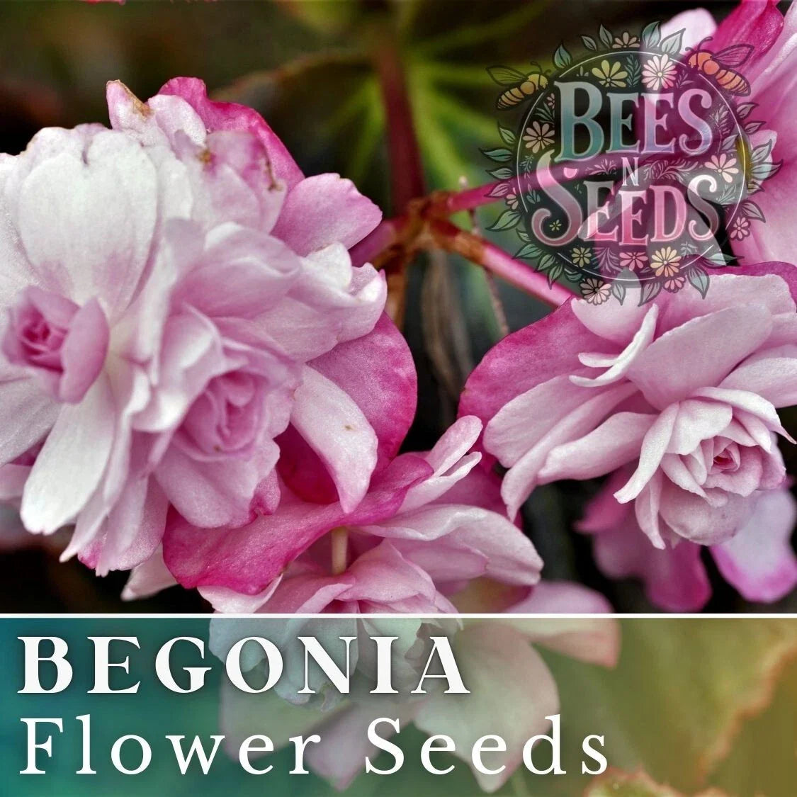 Orchid Ecstasy Begonia Seeds – Non-GMO Flower Seeds for Gardens & Pots, Vibrant Colorful Blooms, Begonia x hybrida, 45 or 125 Pack