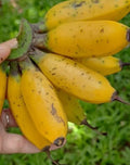 Live Banana Plant Starter Set – Musa spp. Indoor Outdoor Tropical Plants for Garden or Container