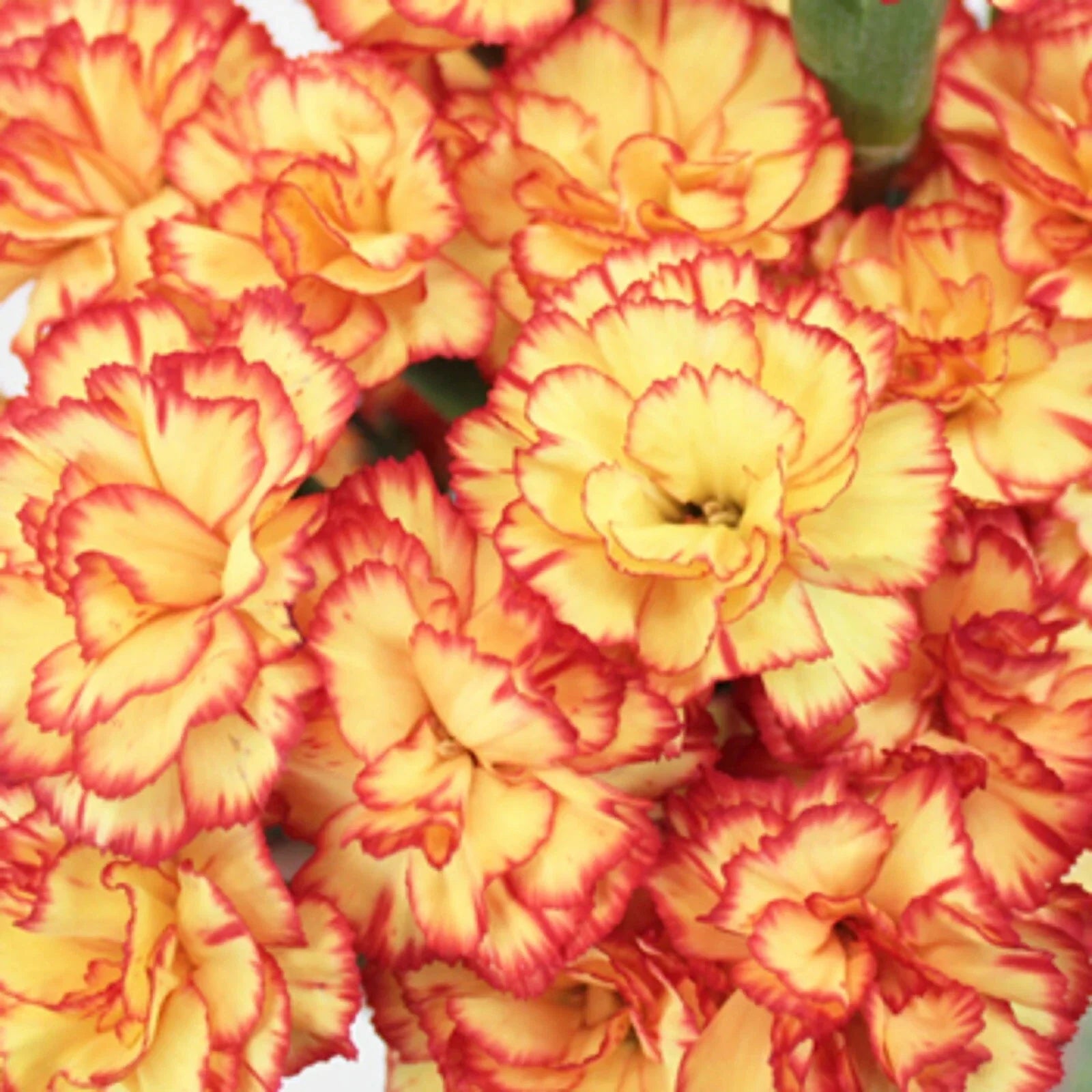 Yellow Orange Carnation Seeds - Perennial Dianthus caryophyllus Flower Seeds for Garden Bed, Border & Cut Flowers