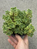 Vicks Plant Cutting - 2-Inch Plectranthus Tomentosa Herb for Aromatherapy & Indoor Gardening