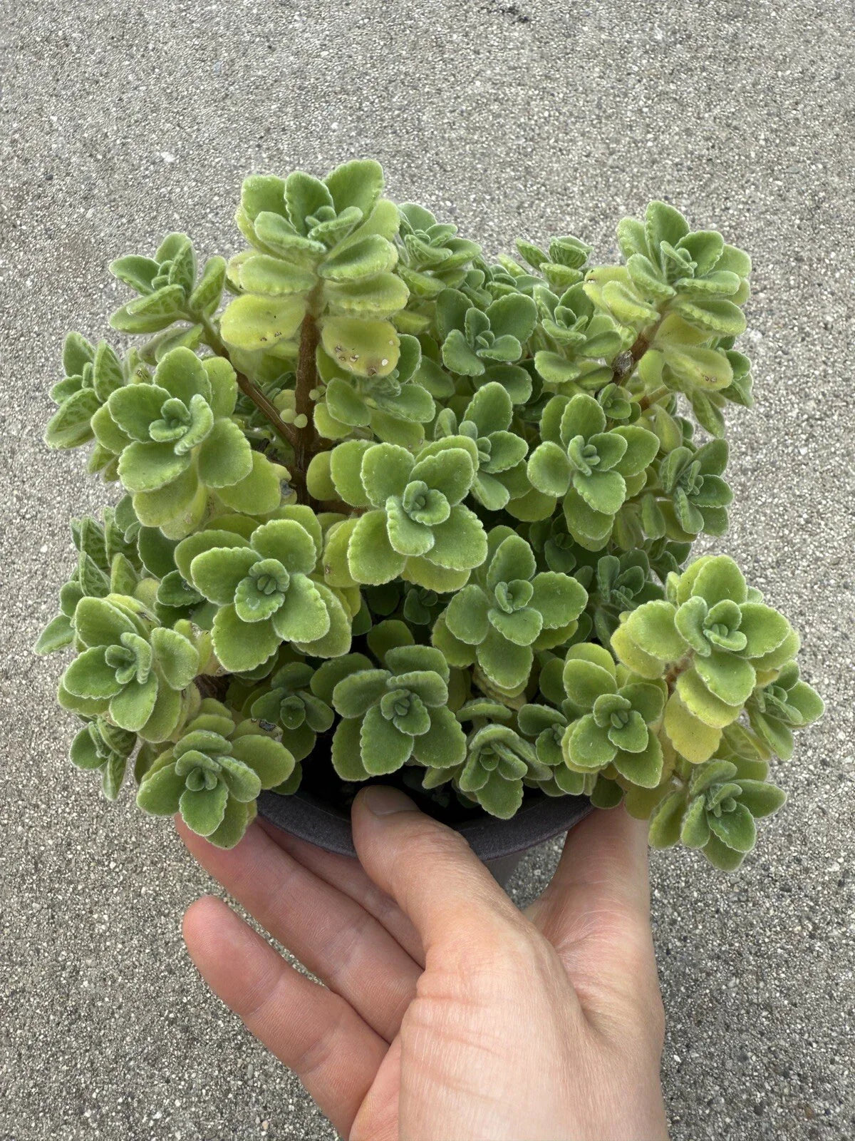 Vicks Plant Cutting - 2-Inch Plectranthus Tomentosa Herb for Aromatherapy & Indoor Gardening