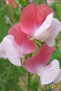 Painted Lady Sweet Pea Seeds - 50+ Pack, Fragrant Climbing Vine, Lathyrus odoratus, Garden Planting, USA