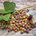 Austrian Winter Pea Seeds - Cover Crop & Deer Food Plot Seeds - Pisum sativum subsp. arvense - Organic, Fast-Germinating, Nitrogen-Fixing