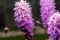 Kobold Dense Blazing Star Seeds - Liatris spicata - Perennial Flower Seeds for Garden, Pollinator Attracting, 25+ Seeds
