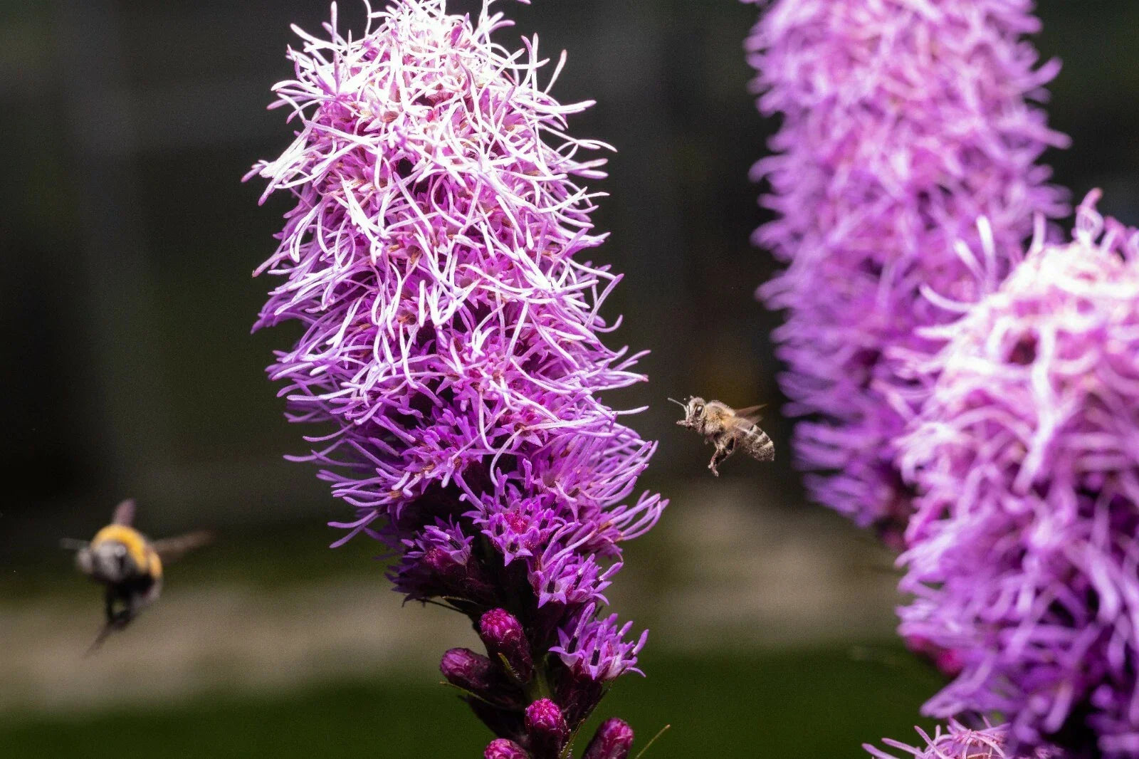 Kobold Dense Blazing Star Seeds - Liatris spicata - Perennial Flower Seeds for Garden, Pollinator Attracting, 25+ Seeds