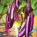 Purple Shine Chinese Eggplant Seeds - Long Aubergine Vegetable Seeds for Home Garden, Solanum melongena, Non-GMO, Easy to Grow