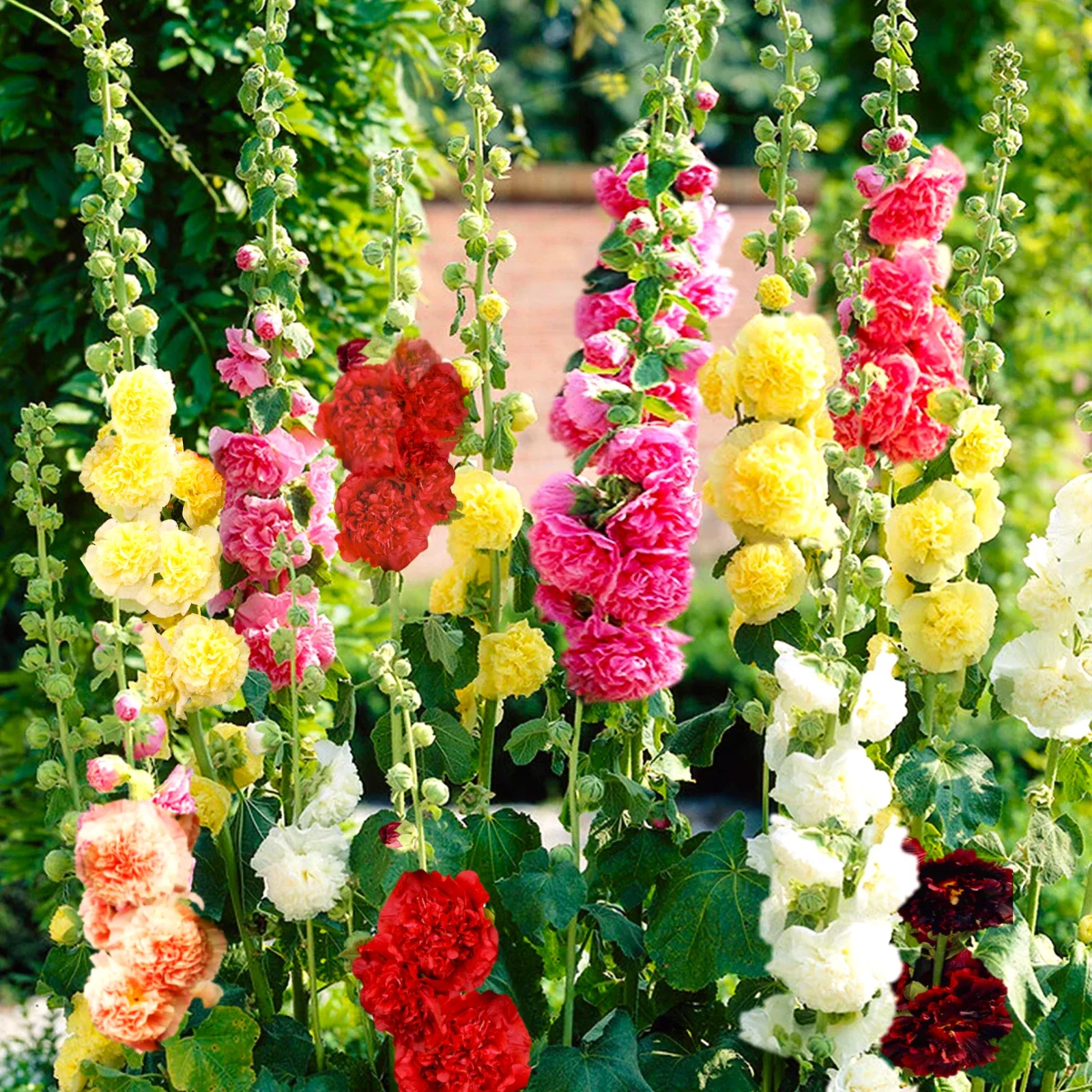 Chater's Double Mix Hollyhock Seeds | Alcea rosea | Double Peony Flowers | Garden Flower Seeds for Borders & Cut Flowers