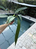 Anthurium Decurrens Plant - Tropical Green Foliage Live Houseplant with Free Shipping