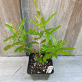 Pomegranate Fruit Tree Starter Plant 3.5" Pot Ariana Punica granatum Non-Dormant for Bonsai & Container Gardening