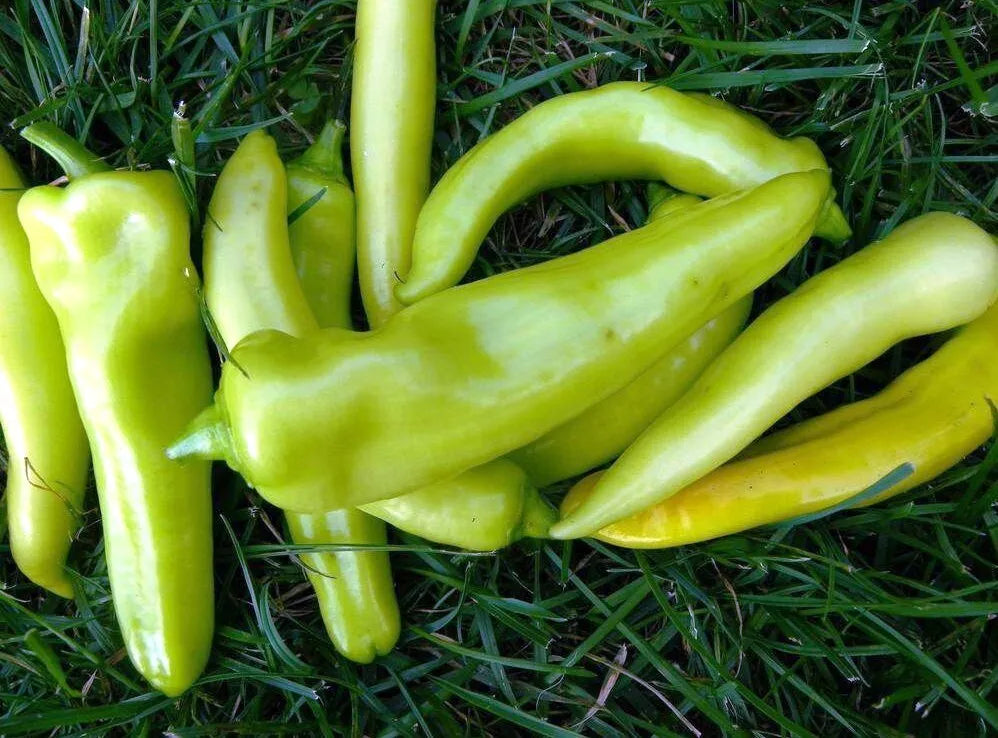 Sweet Banana Pepper Seeds - Capsicum annuum - Non-GMO Heirloom Garden Vegetable Seeds - Set of 100+