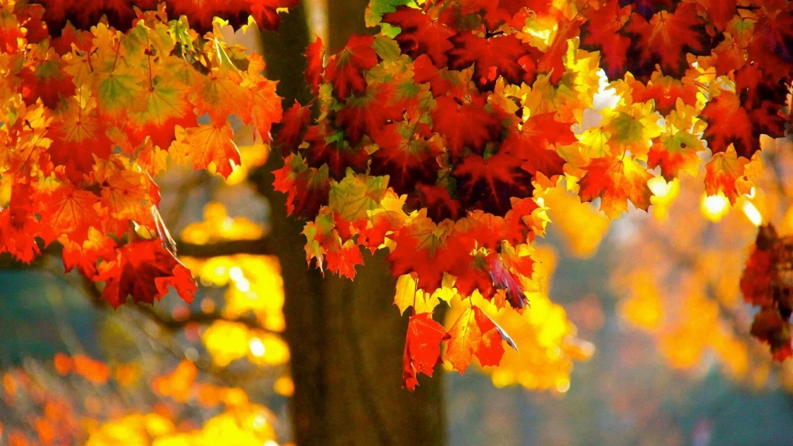 Norway Maple Tree Seeds - 20 Count, Acer platanoides, Fall Foliage, Fast-Growing Shade Tree, Urban Landscaping